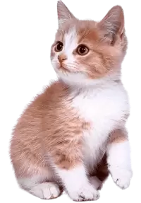 قطط للبيع في هولندا : أفضل الأسعار