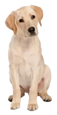 كلاب للبيع في هولندا : أفضل الأسعار