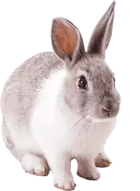 ارانب للبيع في هولندا : أفضل الأسعار