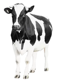 أبقار للبيع في هولندا : أفضل الأسعار