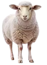 خرفان و اغنام للبيع في هولندا