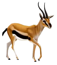 غزلان للبيع في هولندا : أفضل الأسعار