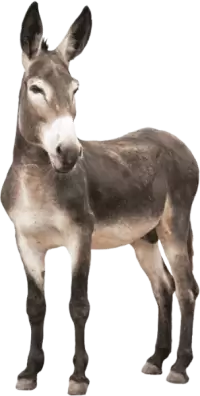 حمير للبيع في هولندا : أفضل الأسعار