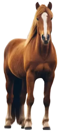 خيل للبيع في هولندا : أفضل الأسعار