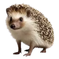 قنافذ للبيع في هولندا : أفضل الأسعار