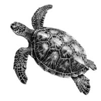 سلاحف و زواحف للبيع في هولندا