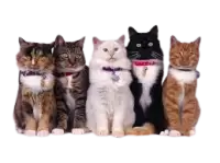 حيوانات للتبني فى هولندا