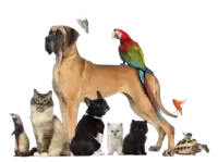 حيوانات اخرى للبيع فى هولندا