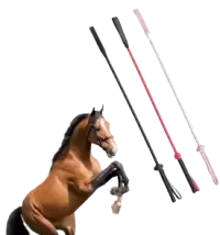 ترويض و تدريب فى هولندا