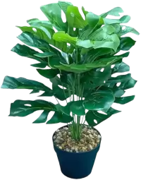 بذور و فسائل صغيرة فى هولندا