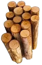 اشجار تالفة للحطب فى هولندا